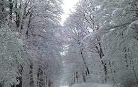 Spaziergang im Harzer Winterwald